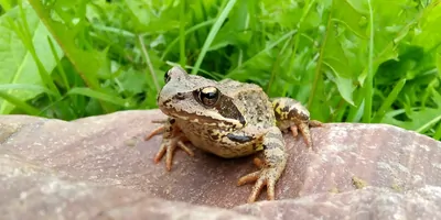 A brown frog sits on a rock against a background of green grass