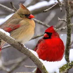 Cardinals sitting on a branch
