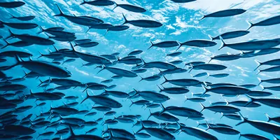 Fish swimming in the ocean