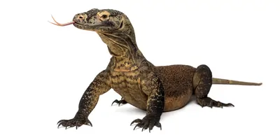 A komodo dragon on a white background