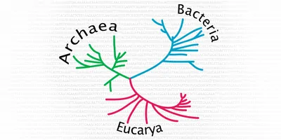 a graphic of the tree of life