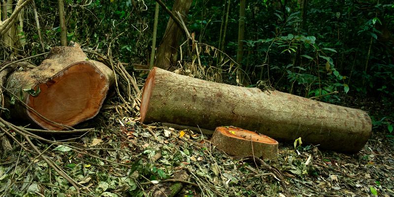 Logged Tropical Forests Are Surprisingly Vibrant and Need Protection ...