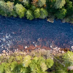 Aerial view of a river rushing through a boreal forest