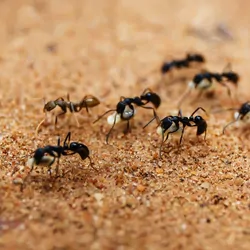 Line of ants carrying food