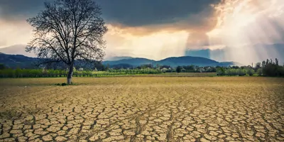 Dry, cracked ground with a dying tree growing out of it