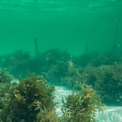 An underwater farm for growing seaweed