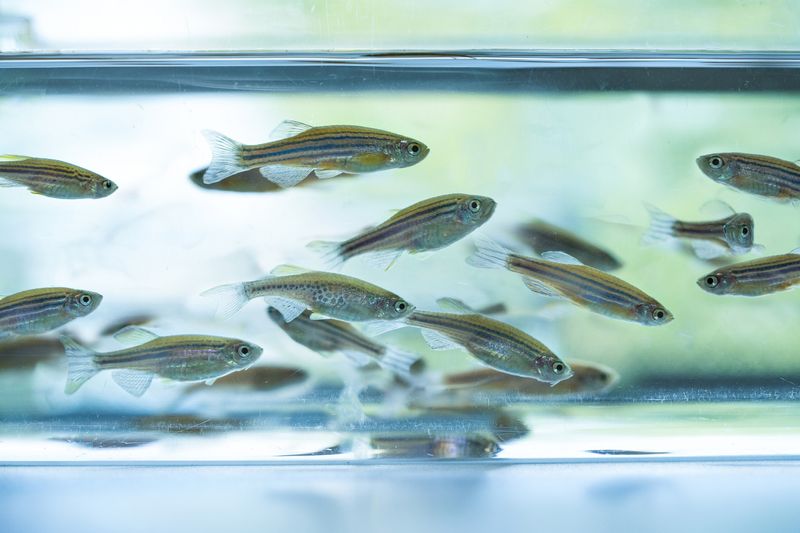 How Do You Make a Vivarium More Sustainable? Lab Manager