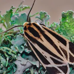 A harnessed tiger moth on lichen