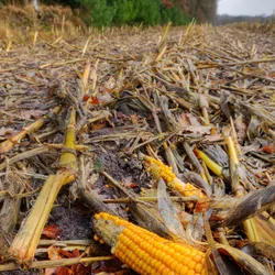 waste left over from agriculture