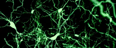 Pyramidals neurons