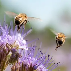 Huneybees landing on a flower on a sunny day