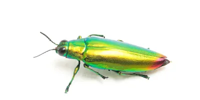 Jewel beetle on a white background
