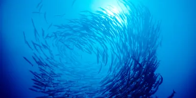 A school of fish swimming in a spiral