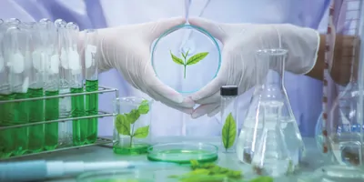 Scientist holds up a petri dish with a leaf in it