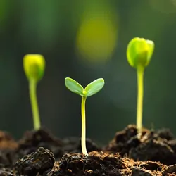 Plants growing out of soil