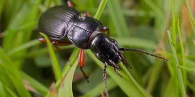 A ground beetle in the grass, close up