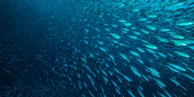 A school of fish