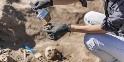 Archeologist at a dig site cleaning bones