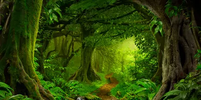 Tropical jungal photo