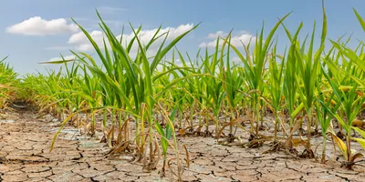 Corn stalks trying to grow in dry, cracked earth