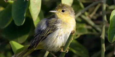 Blackpoll warbler on a branch