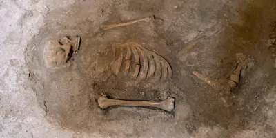 Human remains in a grave