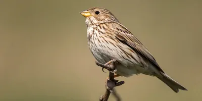 A Corn Bunting sitting on a stick
