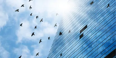 Birds flying from a skyscraper