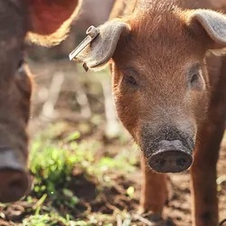 Pigs on a farm outside
