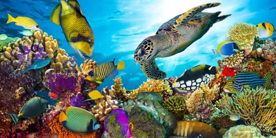 A thriving coral reef