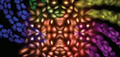 researchers will find guidance to accelerate your research by helping you to plan and set up your imaging experiments. The guide covers main procedural steps to achieve your best results