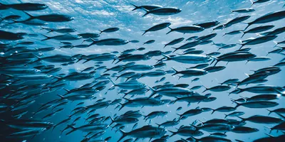 Tropical fish swimming in a school