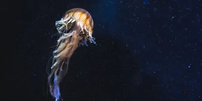 Photo of a deep sea jellyfish
