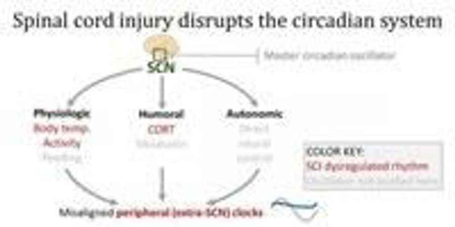 Spinal Cord Injury Could Throw off Body's Internal Clock | Lab Manager