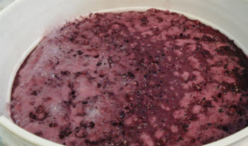 wine-yeast