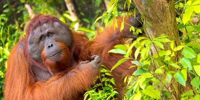 An orangutang in a tree
