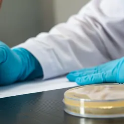 Researcher wearing gloves with a petri dish