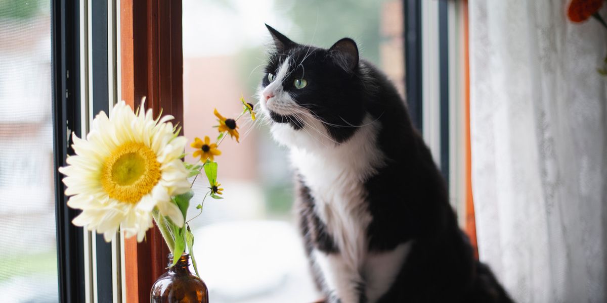 Звуки для кошек привлекающие