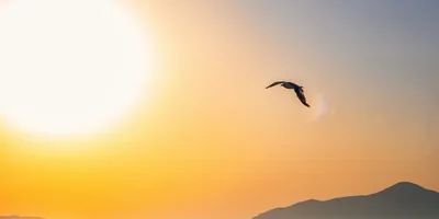 Bird flying into a sunset
