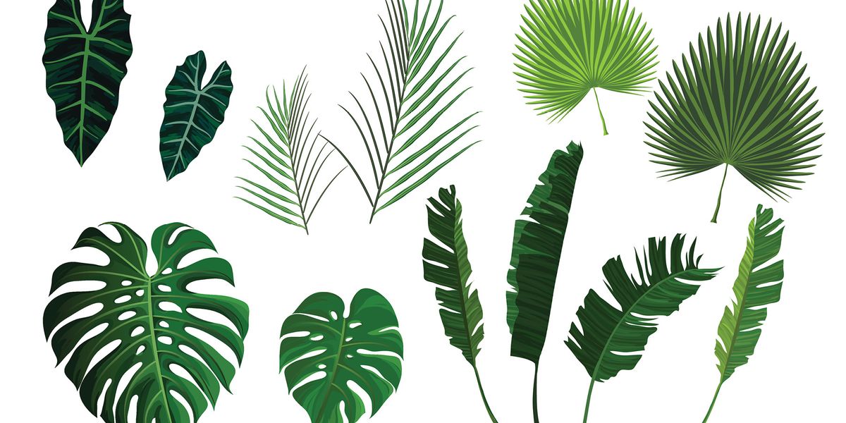 Colonization Influences Worldwide Distribution of Plant Specimens - Vimarsana News