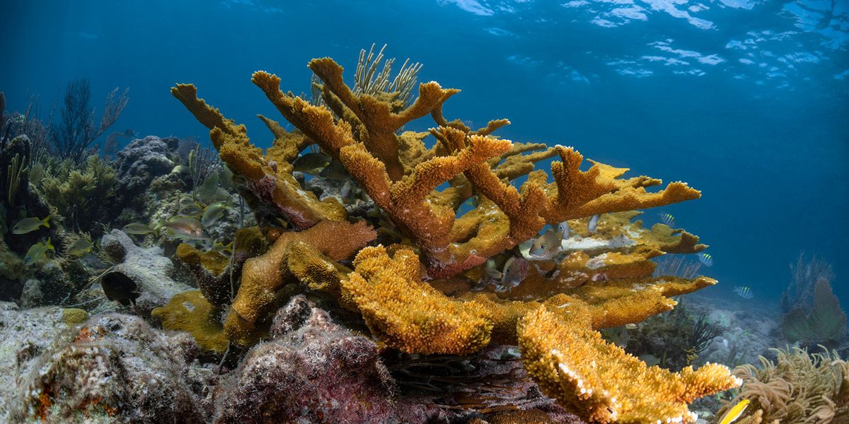 In Florida, Endangered Coral Finds a Way to Blossom - Vimarsana News
