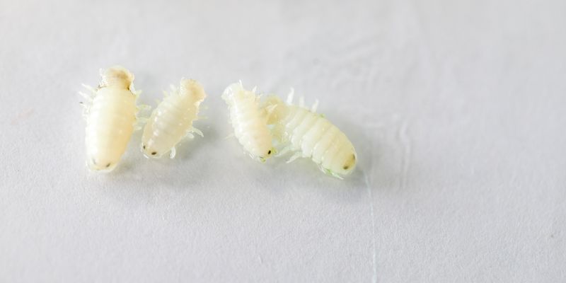 Scientists Discover New Isopod Species in the Florida Keys | Lab Manager
