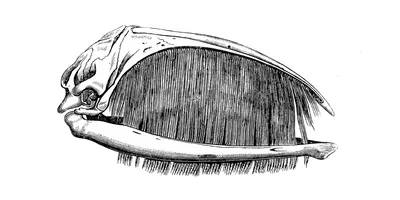Drawing of a whale skull