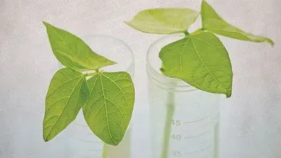 Putting CRISPR to Work in Agriculture