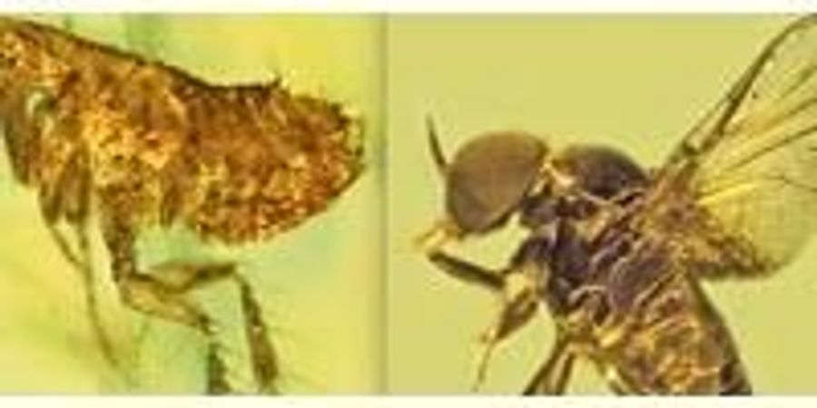 Mosquitoes, Other Blood-Sucking Flies Have Been Spreading Malaria for ...