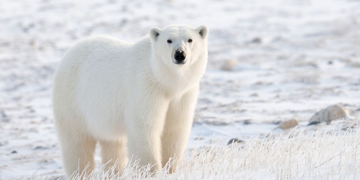 Study Connects Greenhouse Gas Emissions to Polar Bear Population Declines - Vimarsana News