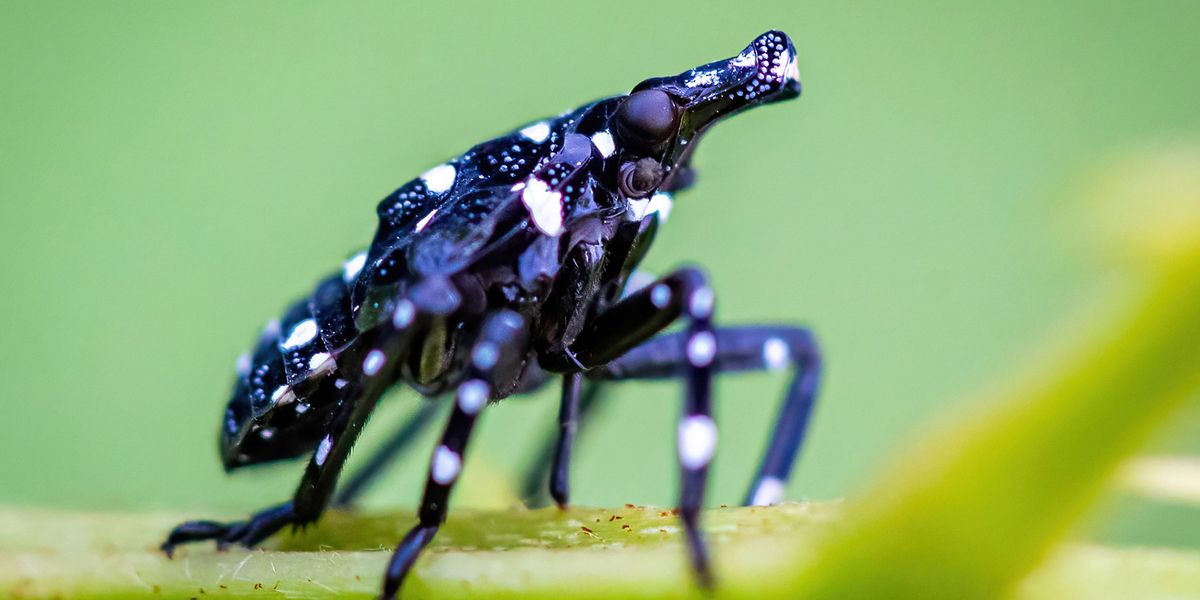 Invasive Spotted Lanternfly May Not Damage Hardwood Trees as Previously Thought - Vimarsana News