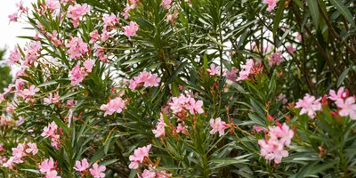 Blooming oleander flowers