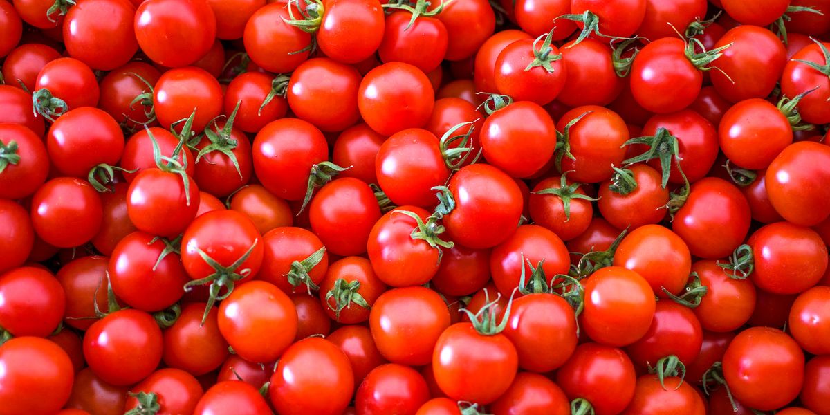 You Say Tomato, These Scientists Say Evolutionary Mystery - Vimarsana News