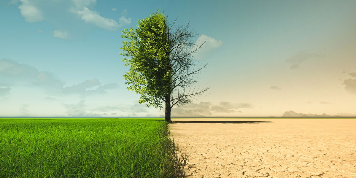 How to Save Plants from Climate Change? Just Ask Them | Lab Manager